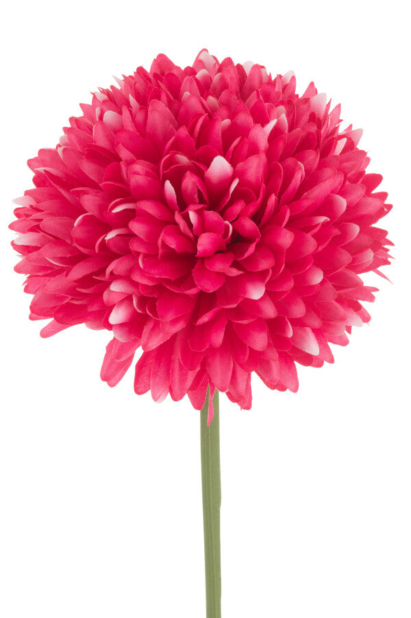 Chrysantheum bleikur - gervi