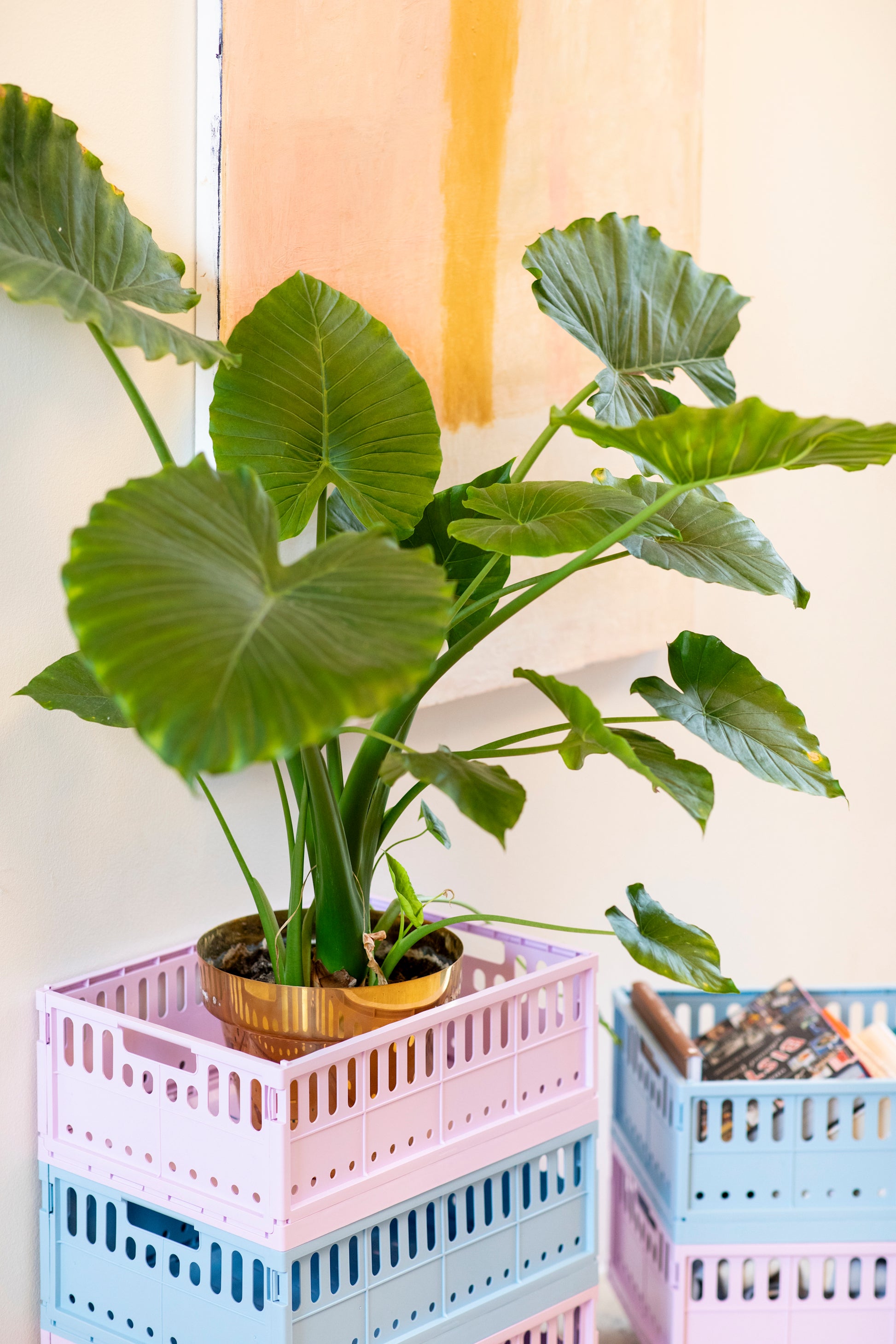 Plastkassi maxi - ýmsir litir